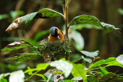 pb Spectacled Monarch _MG_2481.jpg