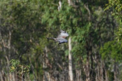 pb Spotted Harrier _MG_3729.jpg