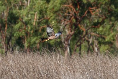 pb Spotted Harrier _MG_3762.jpg