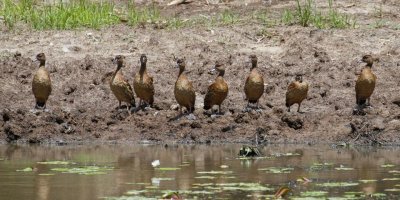 pb Spotted Whistling Duck _MG_3179.jpg