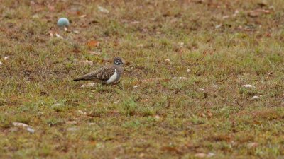 pb Squatter Pigeon _MG_2326.jpg