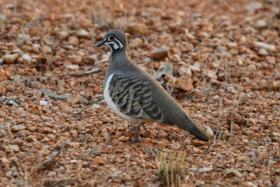 pb Squatter Pigeon _MG_5072.jpg