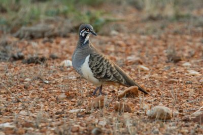 pb Squatter Pigeon _MG_5085.jpg