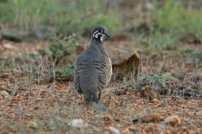 pb Squatter Pigeon _MG_5104.jpg