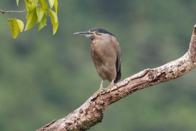 pb Striated Heron _MG_4281.jpg