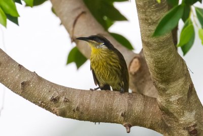 pb Varied Honeyeater _MG_2236.jpg