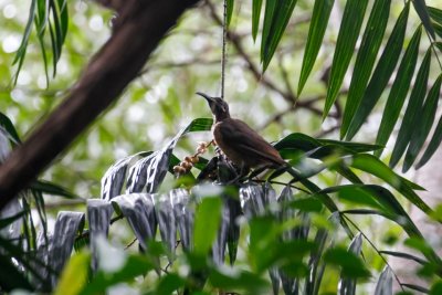 pb Victoria's Riflebird _MG_2957.jpg