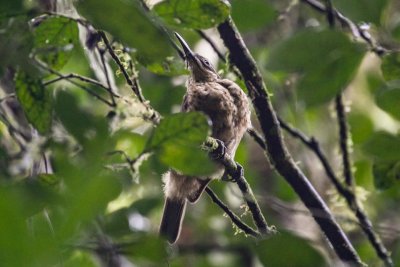 pb Victoria's Riflebird _MG_4470.jpg