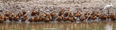 pb Wandering Whistling Duck _MG_3257.jpg