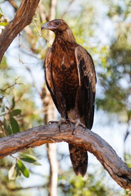 pb Wedge-tailed Eagle _MG_3398.jpg