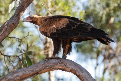 pb Wedge-tailed Eagle _MG_3404.jpg