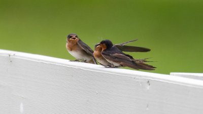 pb Welcome Swallow _MG_4400.jpg