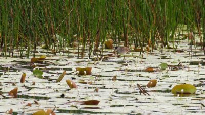 pb White-browed Crake _MG_3779.jpg