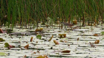 pb White-browed Crake _MG_3782.jpg