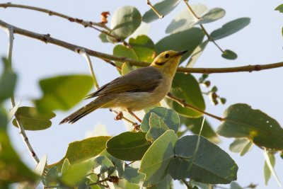 pb Yellow-tinted Honeyeater _MG_5178.jpg