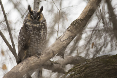 Long-Eared Owl