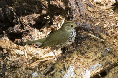 Ovenbird