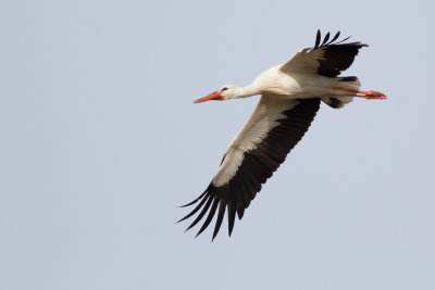 White stork / Vit stork