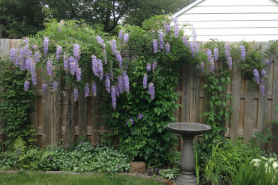 My wisteria Blue Moon in 2018