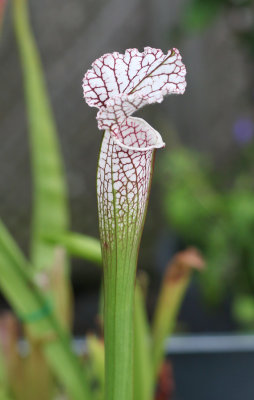 Sarracenia Alba White Back