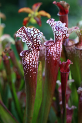 Sarracenia Redii Stevensii