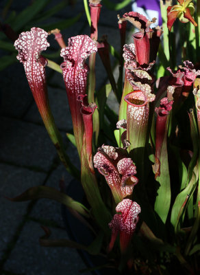 Sarracenia Redii Stevensii