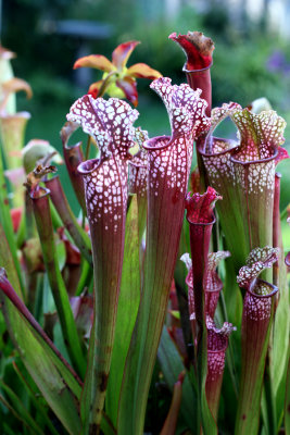 Sarracenia Redii Stevensii