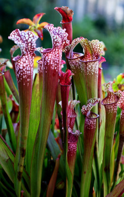 Sarracenia Redii Stevensii