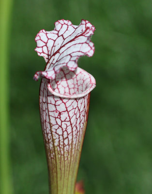 Sarracenia Puffy Cheek