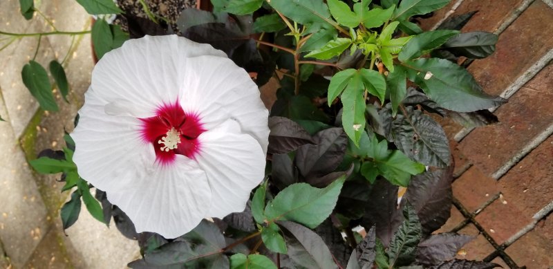 20180820_103054.jpg