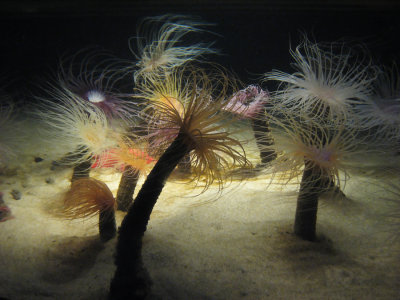 FAA_AnemoneD_6106-NB_FPO.jpg