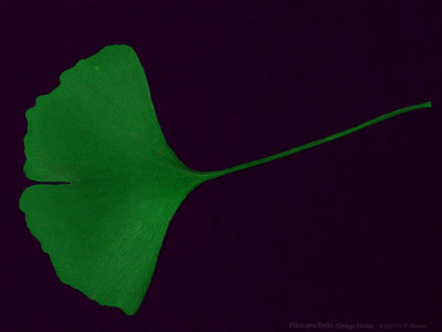 FAA_Ginkgo_7044-NB_FPO.jpg