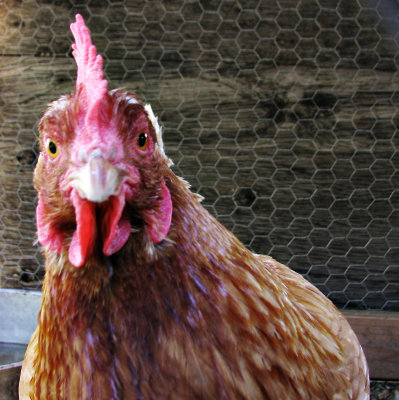 Chicken_IMG_4125sq-DPCs8.jpg