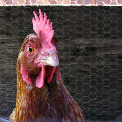 Chicken_IMG_4127sq-DPCs8.jpg