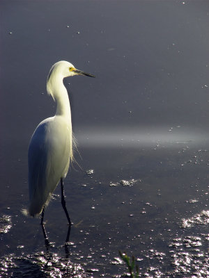 Egret_IMG_6803-DPCs9.jpg