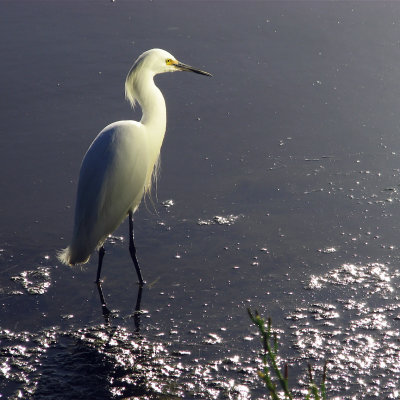 Egret_IMG_6804sq-DPCs9.jpg