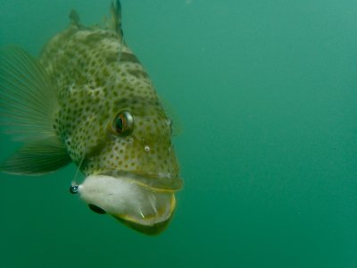 Spotted Bay Bass