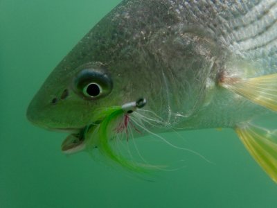 Yellowfin Croaker