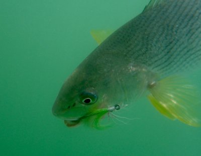 Yellowfin Croaker
