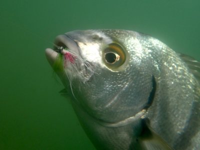 Sargo