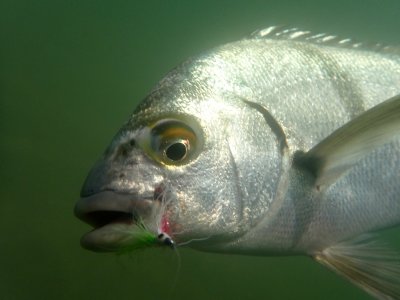Sargo