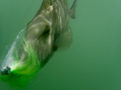 Triggerfish