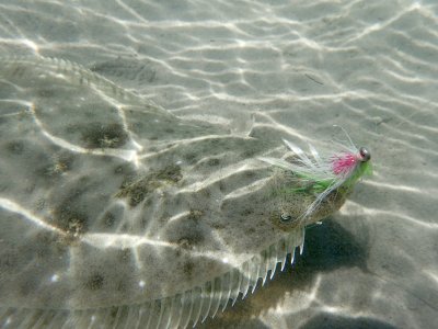 Halibut