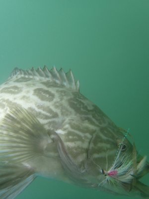 Broomtail Grouper
