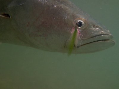 Shortfin Corvina