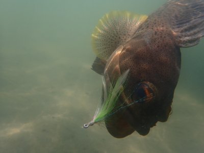 Giant Jawfish