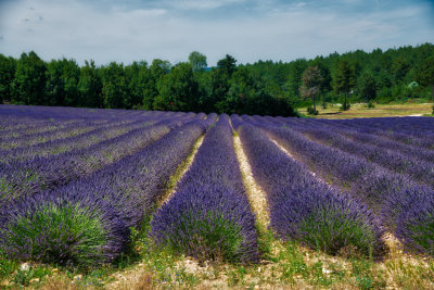 FRA_0966 Lavender fields northeast of Avignon