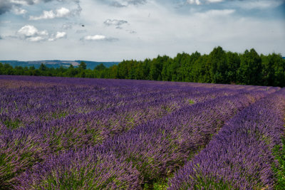 FRA_0986 Lavender fields northeast of Avignon