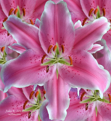 Pink Lily in all its glory!