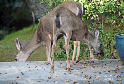 2 deer on patio DSC_1112 copy.jpg